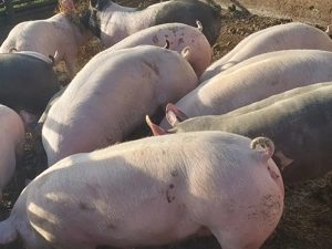 Doar carne - imagine 3