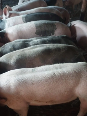 Doar carne - imagine 2