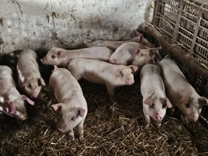 Purcei cauta alta casa - imagine 3