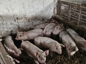 Purcei cauta alta casa - imagine 4