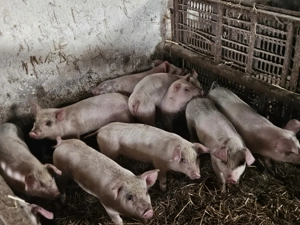 Purcei cauta alta casa - imagine 5