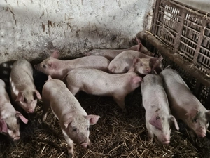 Purcei cauta alta casa - imagine 2