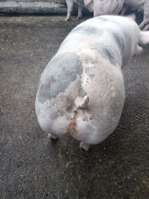 Porci de vanzare - imagine 5