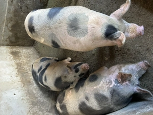 Porci de vânzare  - imagine 2