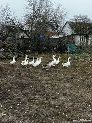 Vand gaste  - imagine 3