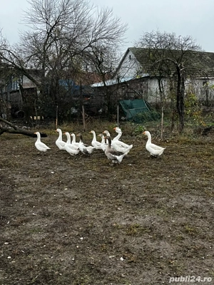 Vand gaste  - imagine 2