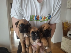 Caini boxeri - pui 2 luni
