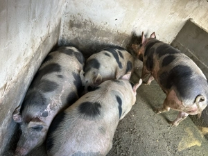 Porci de vânzare  - imagine 3