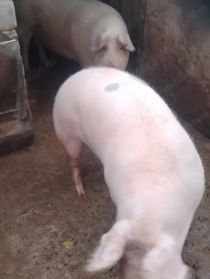 Vând porc 18 lei kg - imagine 2