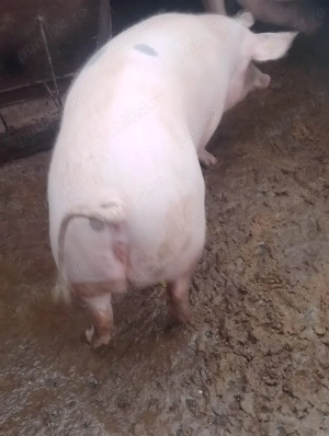 Vând porc 18 lei kg - imagine 3