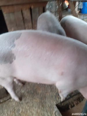 Porci de vanzare  - imagine 2
