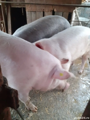 Porci de vanzare  - imagine 3