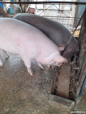 Porci de vanzare  - imagine 5