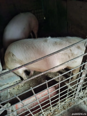 Porci grași - imagine 2