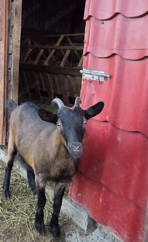 Ieduta alpina franceză de vanzare