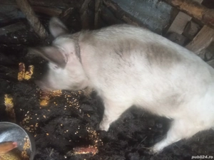 Vand porci  - imagine 2