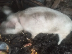 Vand porci  - imagine 3