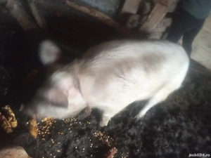 Vand porci  - imagine 4