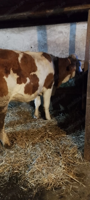 Vaci de vânzare  - imagine 5