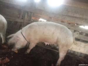 Vand porci  - imagine 5