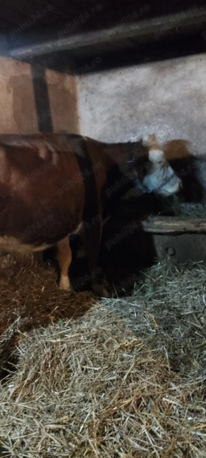 Vaci de vânzare  - imagine 4