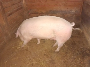 Vând purcea la 13 lei kg - imagine 2