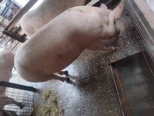 Vând o scroafa - imagine 2