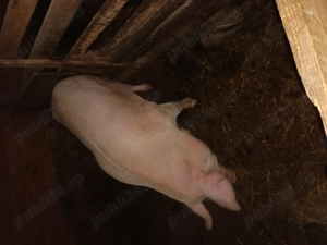 Vând purcea la 13 lei kg