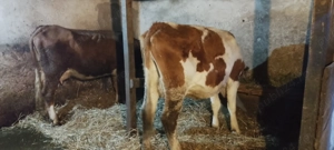 Vaci de vânzare  - imagine 3