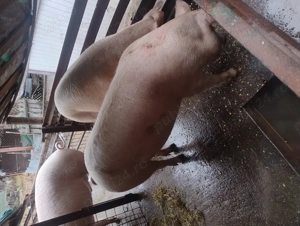 Vând o scroafa - imagine 3