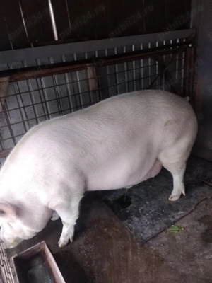 Vând porc  - imagine 2