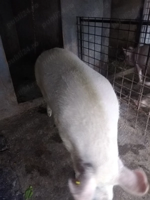 Vând porc  - imagine 5