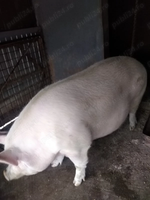 Vând porc  - imagine 4