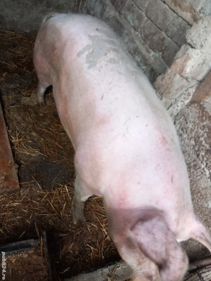 purcei de vinzare - imagine 2