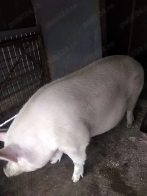 Porc de vanzare  - imagine 2