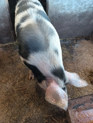 Porci de carne de vânzare  - imagine 4