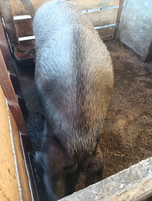 Porci de carne de vânzare  - imagine 3