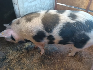 Porci de carne de vânzare  - imagine 2