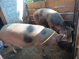 Porci de carne de vânzare 