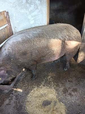 Porci de carne de vânzare  - imagine 5