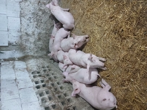 Porcei landras greutatea 35 40 kg. Purcei duroc 6 săptămâni  - imagine 4