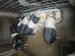 Vind Purcei de rasa Bazna  - imagine 2