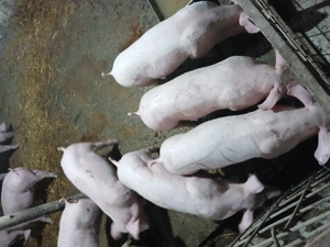 Porcei landras greutatea 35 40 kg. Purcei duroc 6 săptămâni 