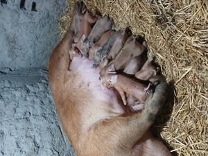 Porcei landras greutatea 35 40 kg. Purcei duroc 6 săptămâni  - imagine 5