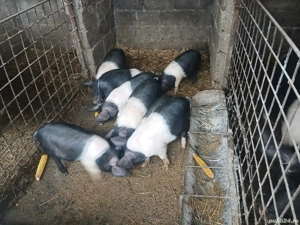 Vind Purcei de rasa Bazna 