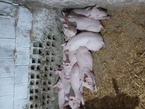 Porcei landras greutatea 35 40 kg. Purcei duroc 6 săptămâni  - imagine 3