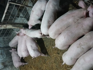 Porcei landras greutatea 35 40 kg. Purcei duroc 6 săptămâni  - imagine 2