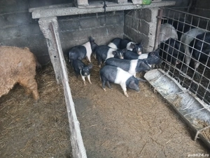 Vind Purcei de rasa Bazna  - imagine 3