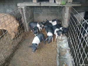 Vind Purcei de rasa Bazna  - imagine 4