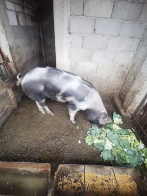 Porc de vânzare  - imagine 2